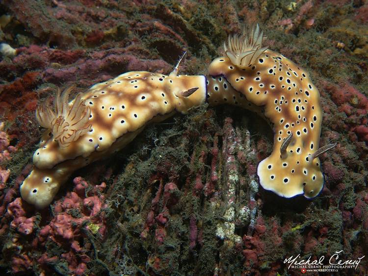 hvězdnatka (nahožábrý plž) - Hypselodoris tryoni