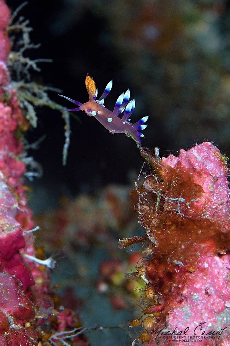 nahožábrý plž - Coryphellina exoptata