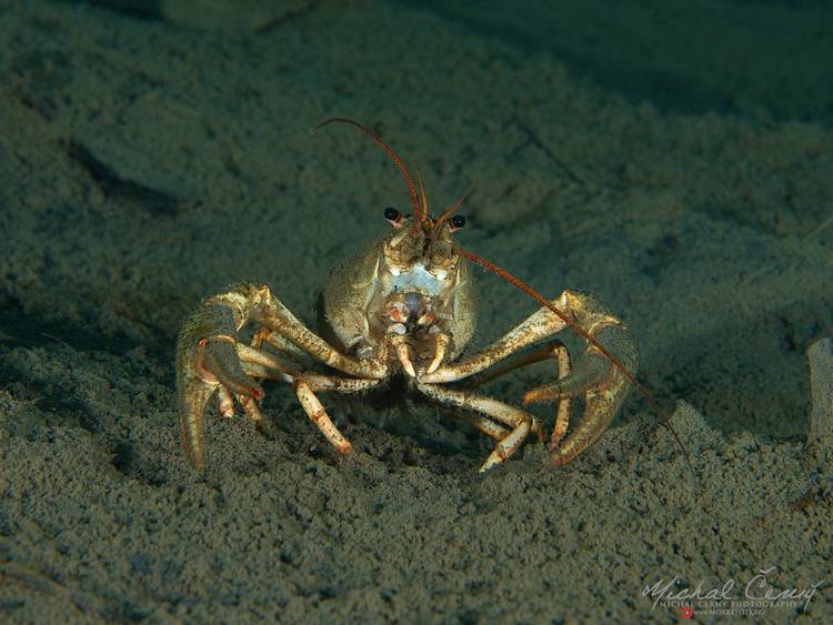 rak bahenní - Pontastacus leptodactylus