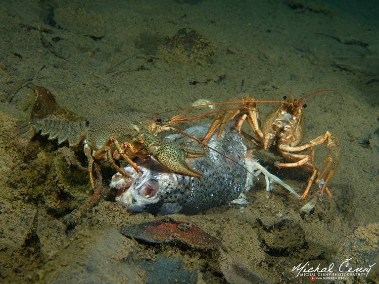 rak bahenní - Pontastacus leptodactylus