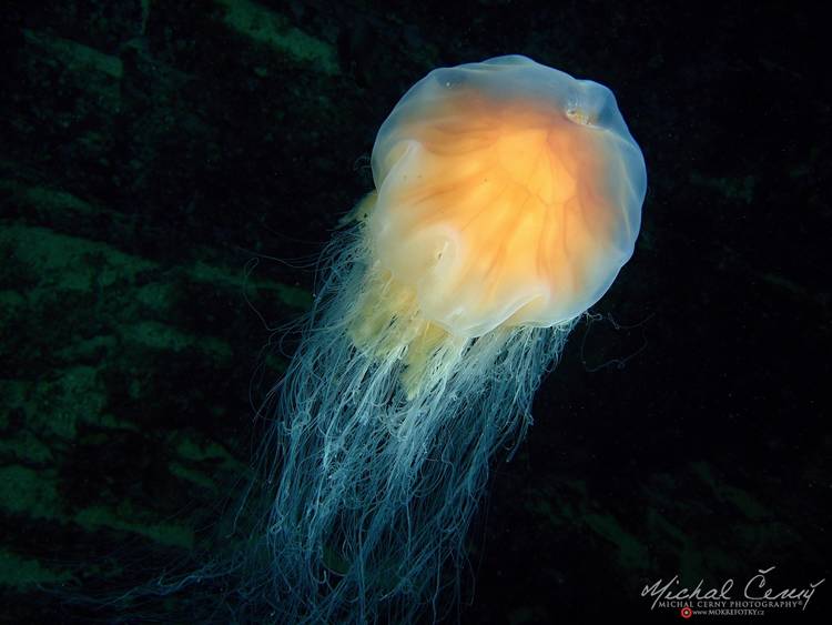 talířovka obrovská - Cyanea capillata