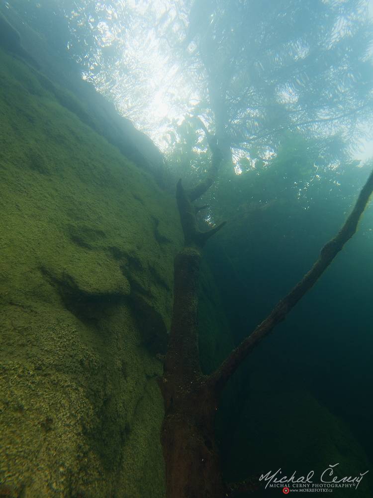 Potopený strom