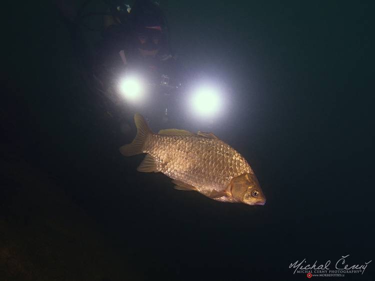 karas stříbřitý - Carassius auratus