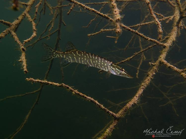 štika obecná - Esox lucius