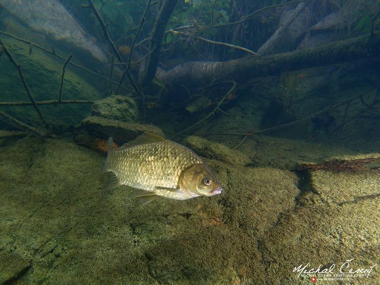 karas stříbřitý - Carassius auratus