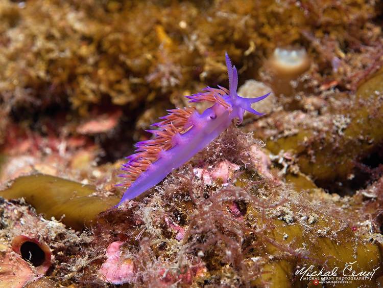 flabelína fialová - Flabellina affinis