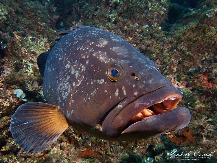 kanic vroubený - Epinephelus marginatus