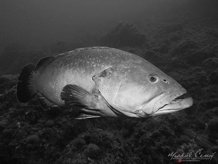 kanic vroubený - Epinephelus marginatus