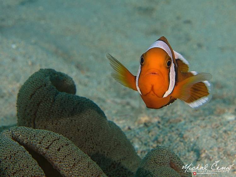 klaun sedlový - Amphiprion polymnus