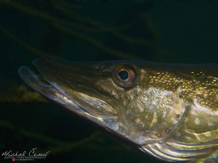 štika obecná - Esox lucius