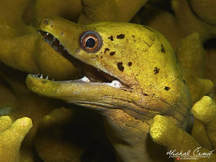 muréna třepenitá - Gymnothorax fimbriatus