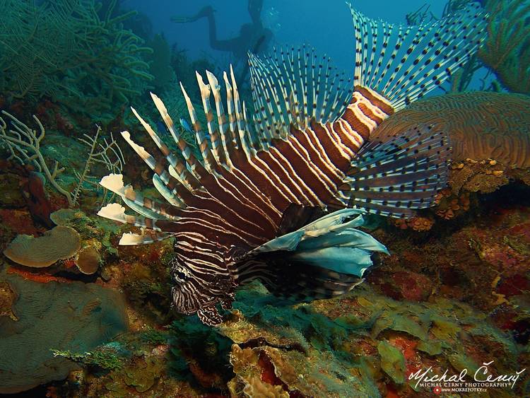 perutýn ohnivý - Pterois volitans