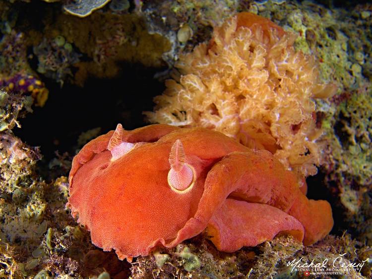 šestižábrovec červený - Hexabranchus sanguineus