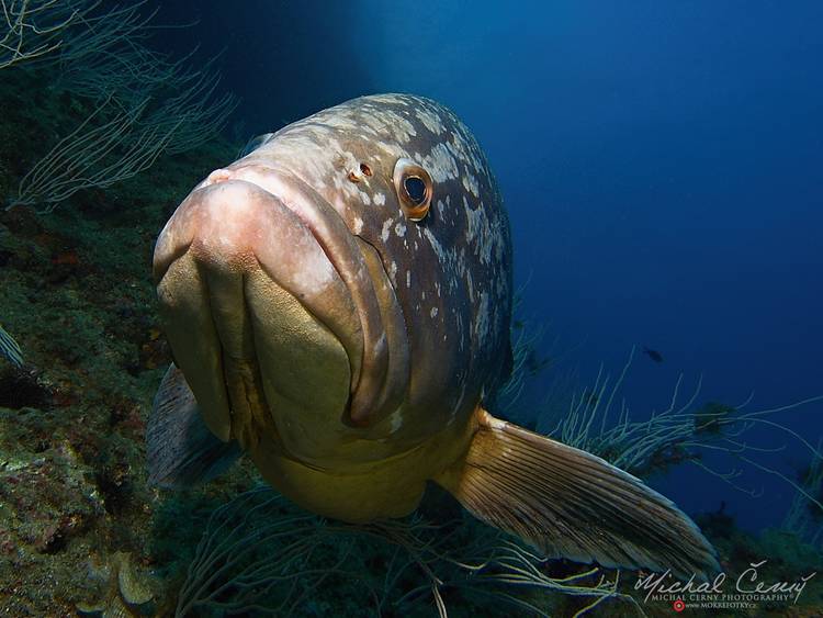 kanic vroubený - Epinephelus marginatus