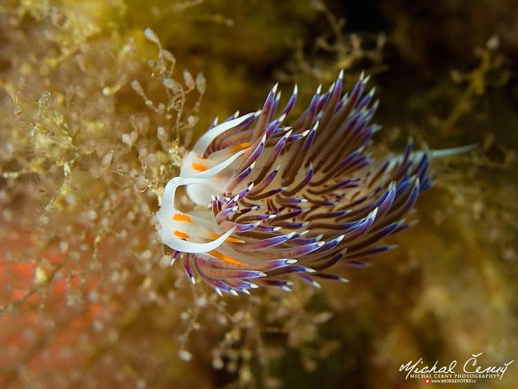 facelína putující - Cratena peregrina