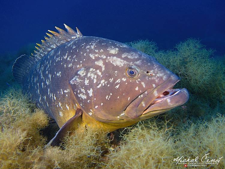 kanic vroubený - Epinephelus marginatus