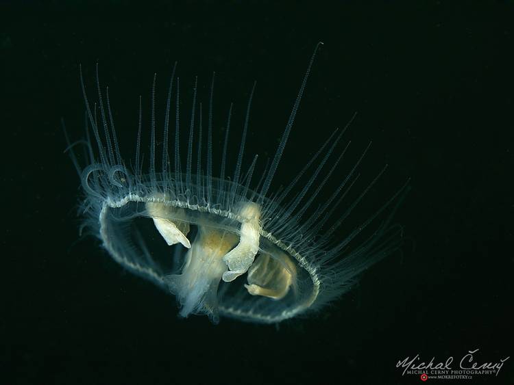 medúzka sladkovodní - Craspedacusta sowerbii
