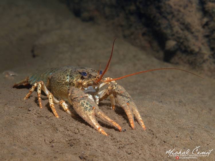 rak bahenní - Pontastacus leptodactylus