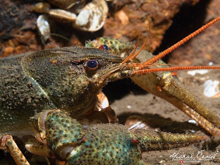 rak bahenní - Pontastacus leptodactylus