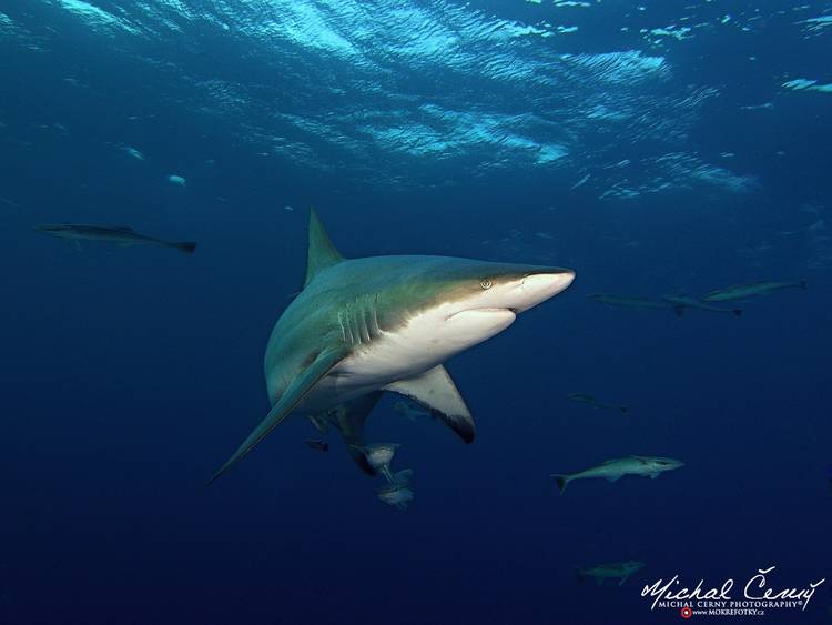 žralok černocípý - Carcharhinus limbatus