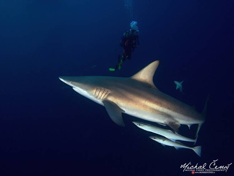 žralok černocípý - Carcharhinus limbatus