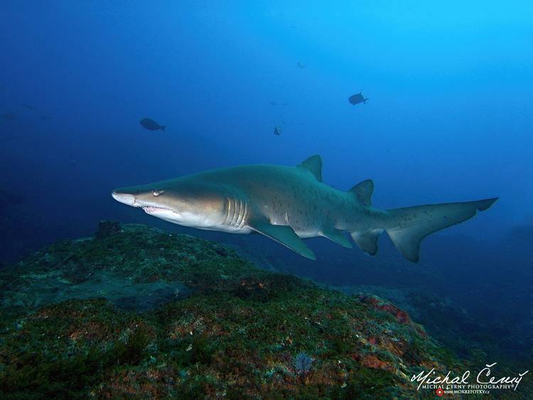 žralok písečný - Carcharias taurus