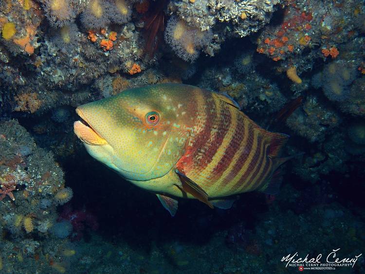 pyskoun natalský - Anchichoerops natalensis