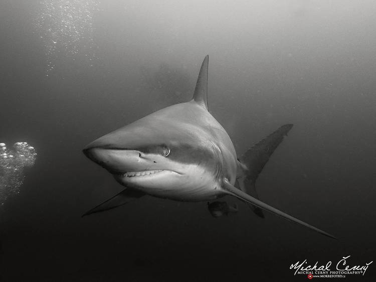 žralok černocípý - Carcharhinus limbatus