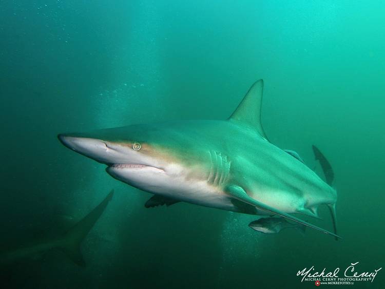 žralok černocípý - Carcharhinus limbatus