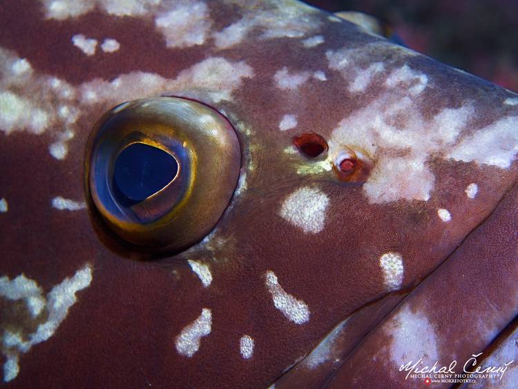 kanic vroubený - Epinephelus marginatus