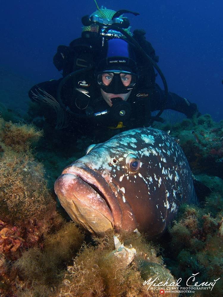 kanic vroubený - Epinephelus marginatus