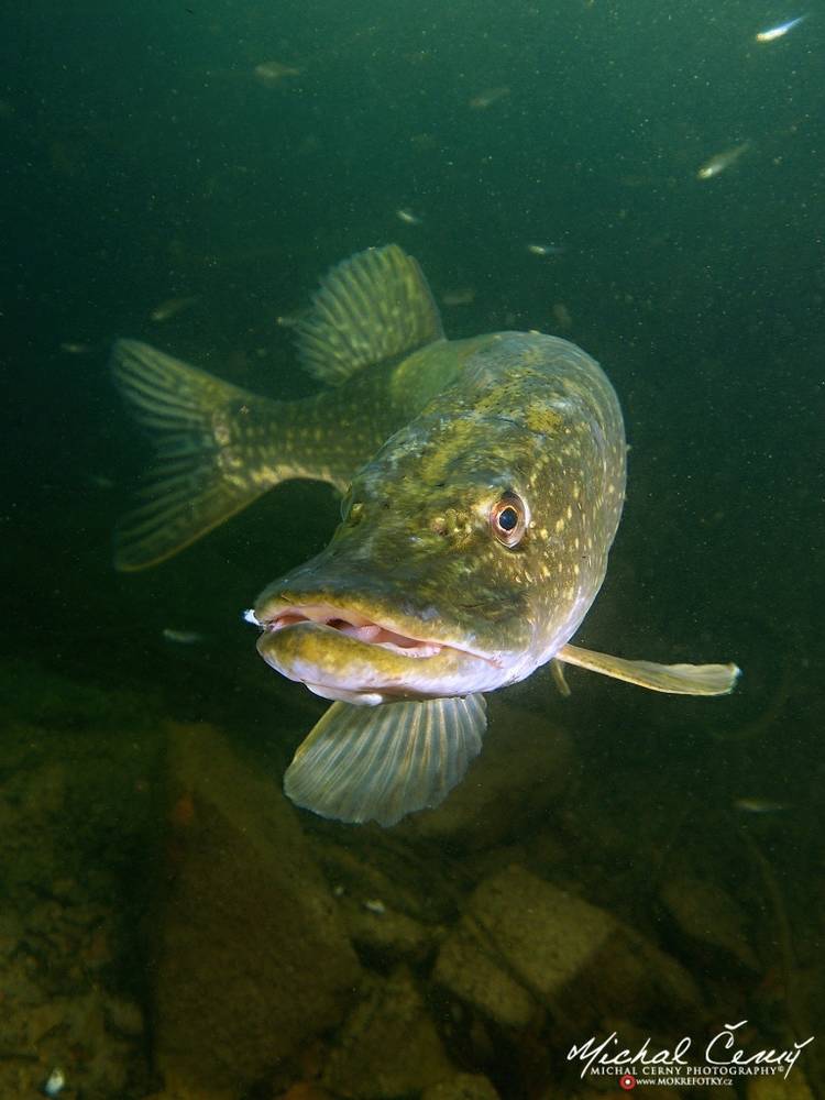 štika obecná - Esox lucius