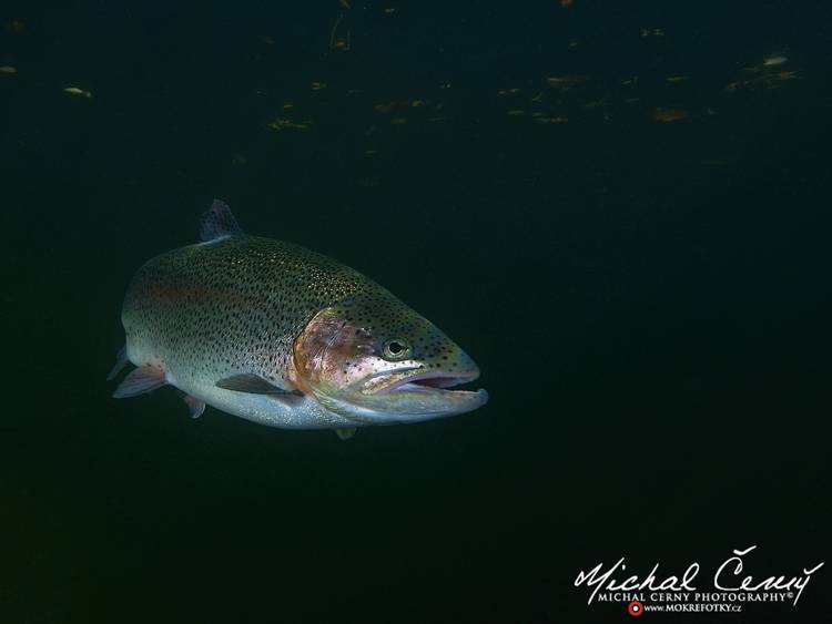 pstruh duhový - Oncorhynchus mykiss