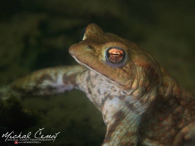 ropucha obecná - Bufo bufo