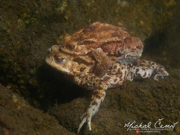 ropucha obecná - Bufo bufo