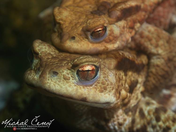 ropucha obecná - Bufo bufo