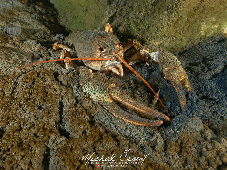 rak bahenní - Pontastacus leptodactylus