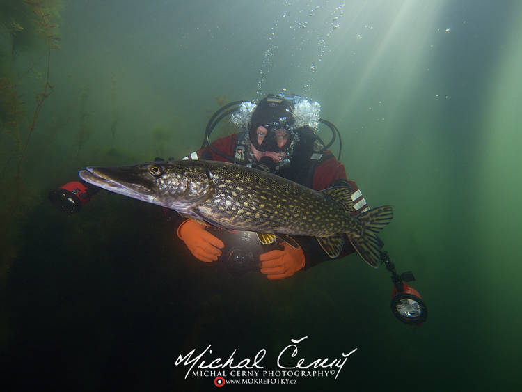 štika obecná - Esox lucius