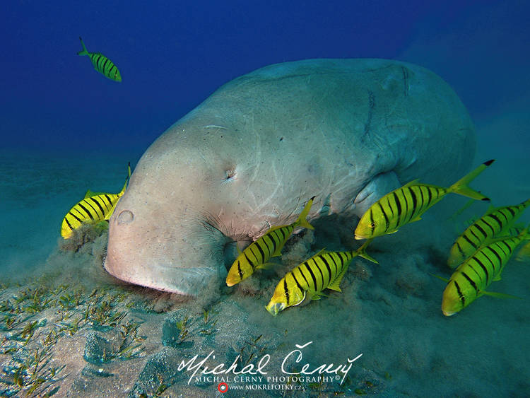 dugong indický - Dugong dugon