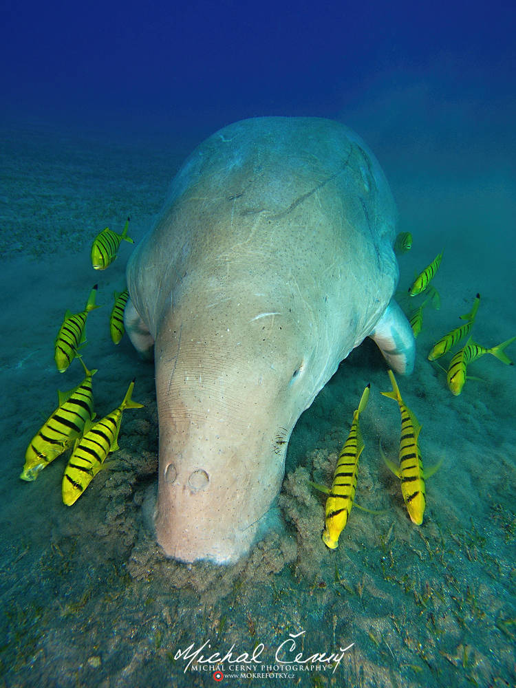dugong indický - Dugong dugon