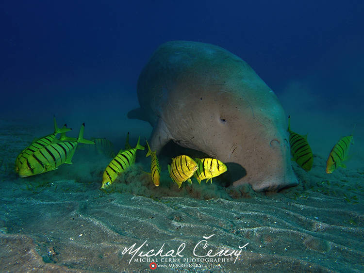 dugong indický - Dugong dugon