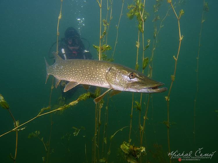 štika obecná - Esox lucius