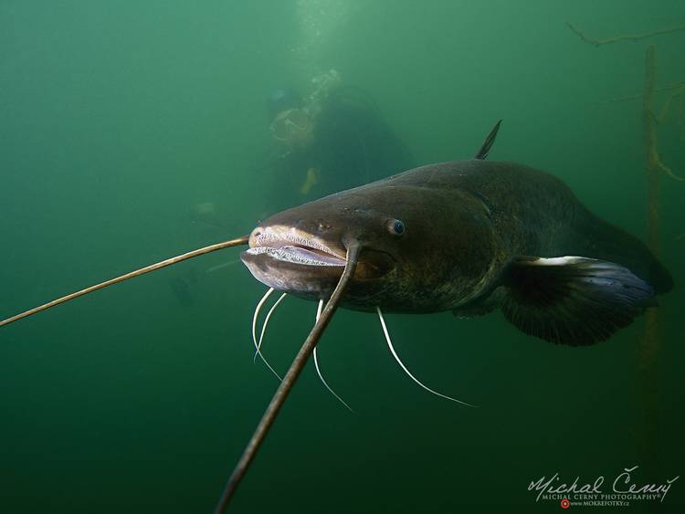 sumec velký - Silurus glanis