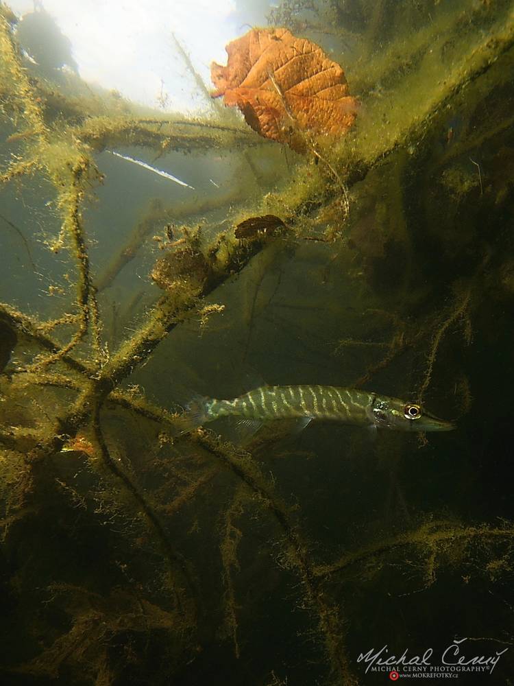 štika obecná - Esox lucius